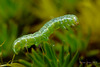 Noctuid Moth Caterpillar