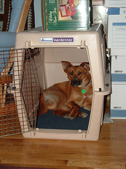 Otis in his crate