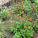 Geum coccineum