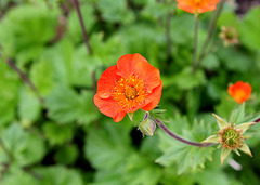 Geum coccineum