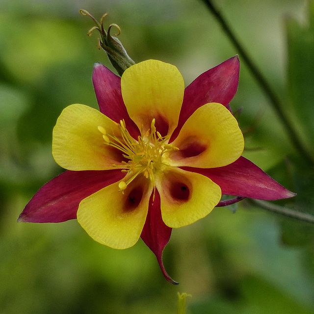 Columbine