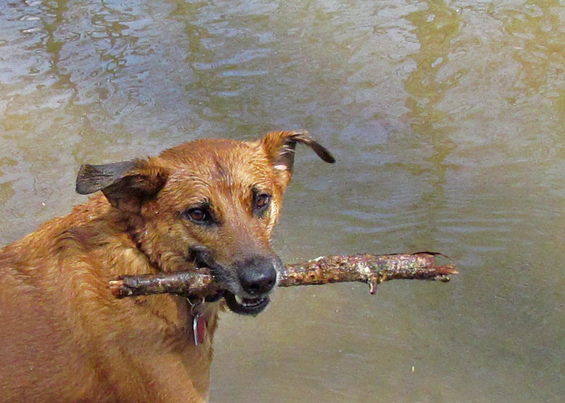 Otis at the Creek