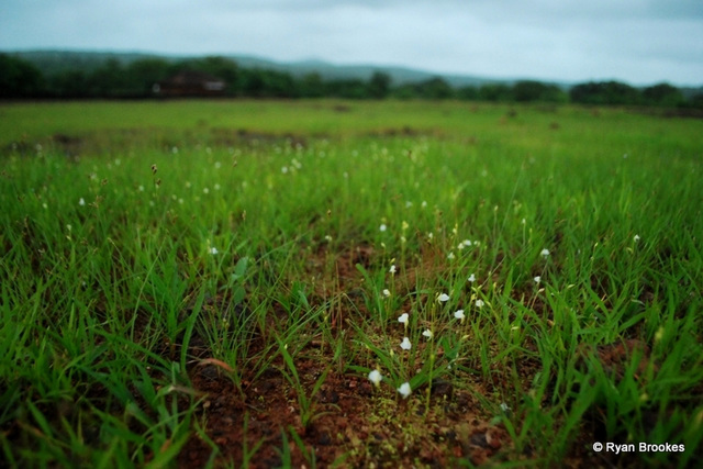 20090808-0700 Utricularia sp.