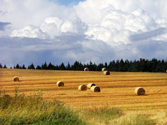 Field & Sky