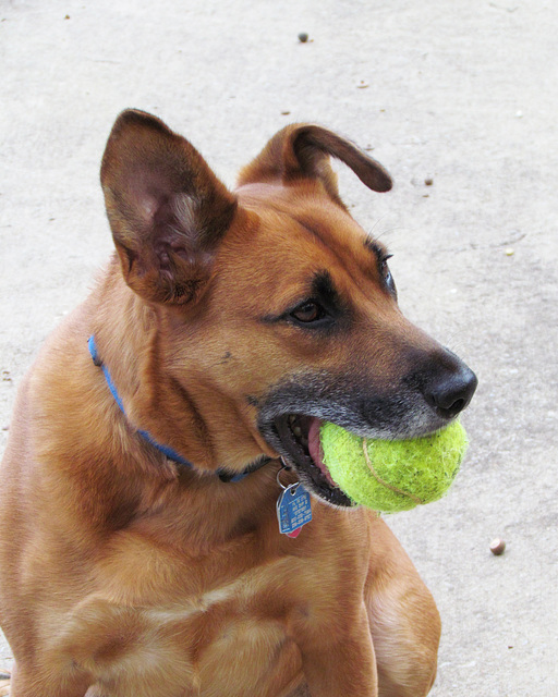 Otis with His Ball