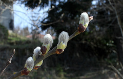 Salix (2)