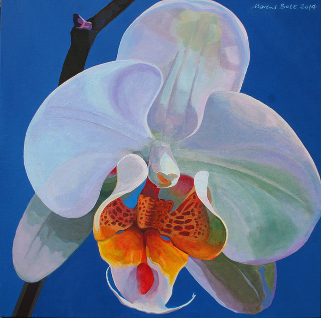 Orchid SOLD