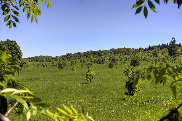 Young Trees