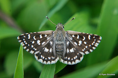 20100709-0503 Indian Grizzled Skipper