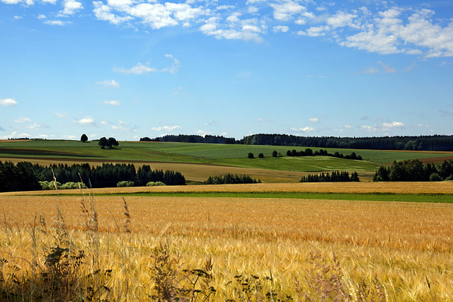 Waiting for Harvest