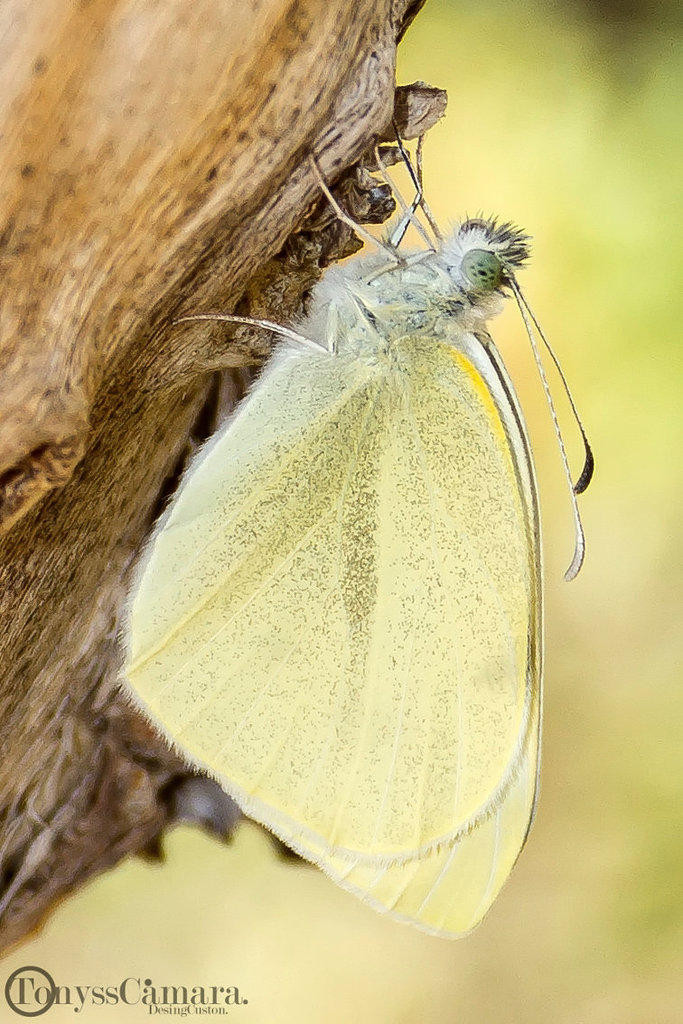 Pieris rapae