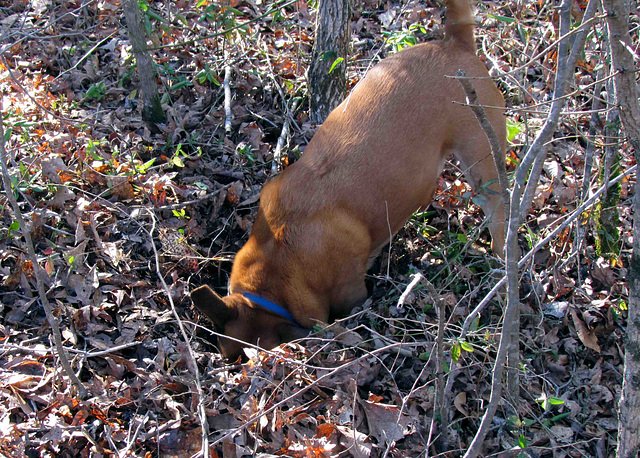 Otis Digging