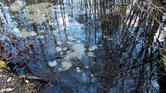 bubbles at the bottom of the pond