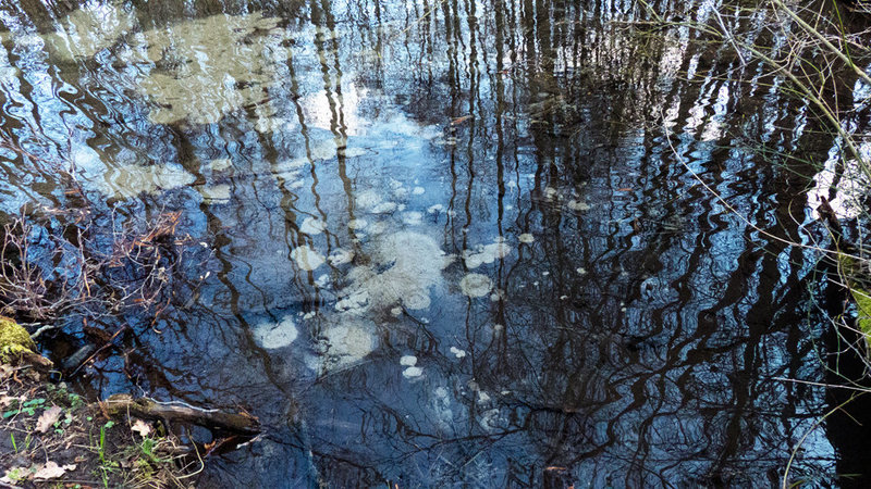 bubbles at the bottom of the pond