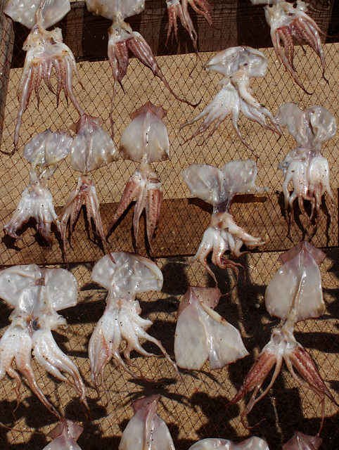 European flying squid - Nazaré III