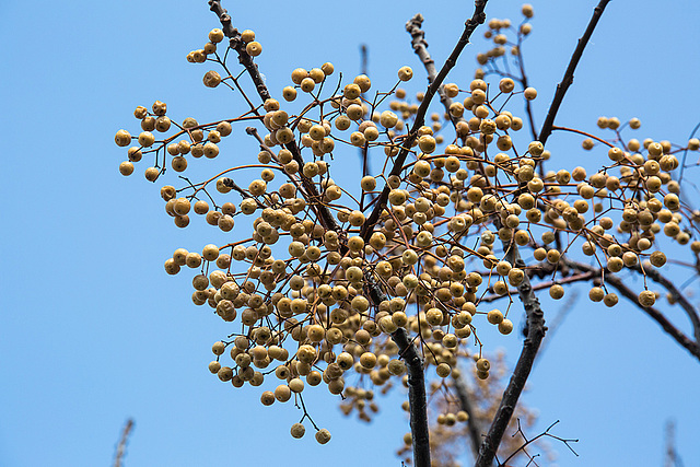 20140306 0579VRAw [TR] Paternosterbaum (Melia azedarach) [Zedrachbaum], Antalya