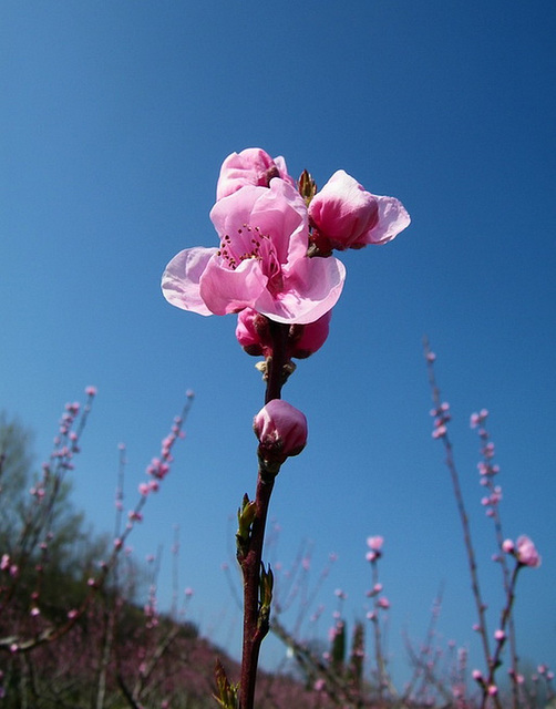 Drôme en fleurs