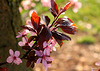 prunus