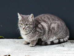 Katze auf dem Garagendach beim Vögel beobachten