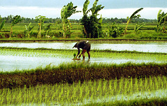 Indonesia Bali padi 1981