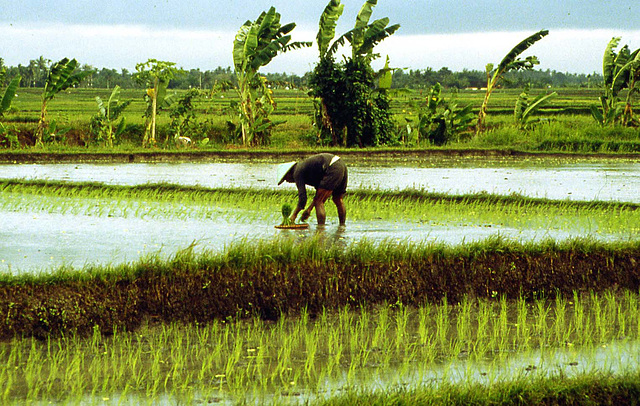 Indonesia Bali padi 1981