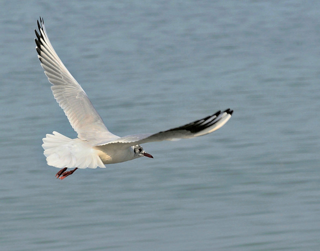 Mouette en observation