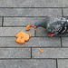 Man-Eating Pigeon