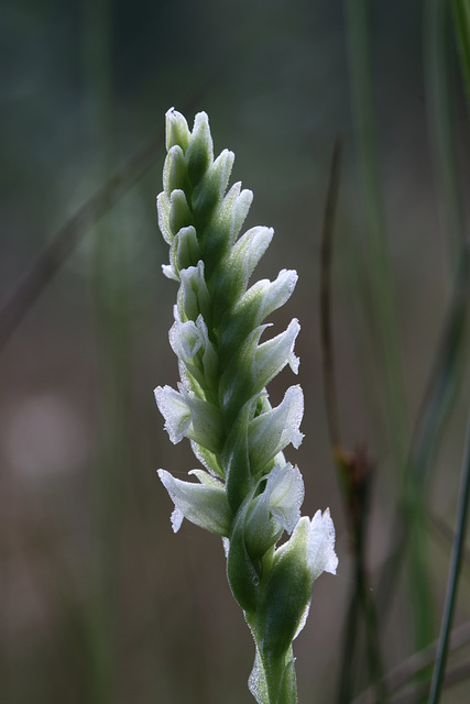 Hooded Ladies'-tresses