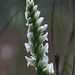 Hooded Ladies'-tresses