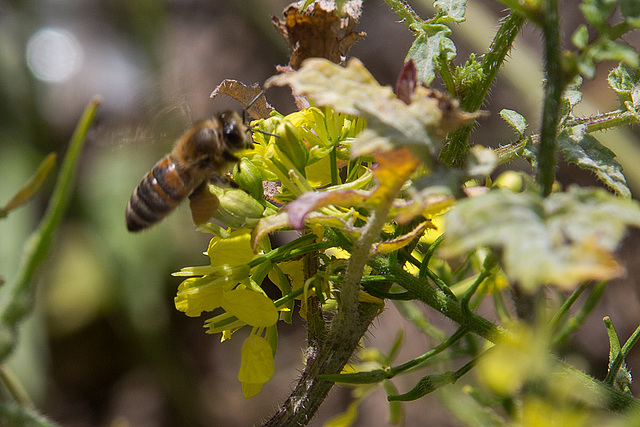 20140306 0567VRAw [TR] Antalya, Biene-