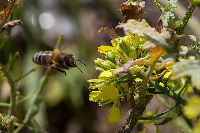 20140306 0564VRAw [TR] Antalya, Biene-