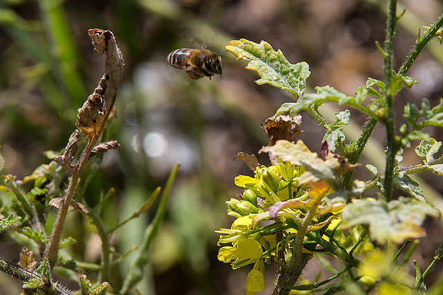 20140306 0562VRAw [TR] Antalya, Biene-