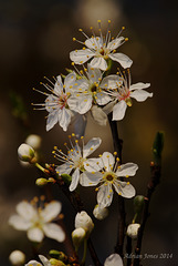 Mirabelle Plum Blossom
