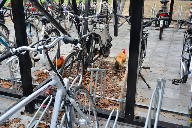 Roosters in the bike shed