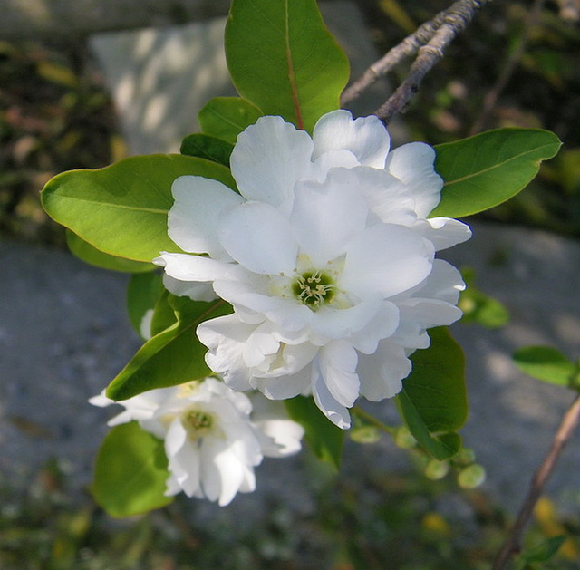 Fleur blanche