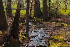 20140312 0859VRAw [D~HF] Linnenbeeke, Vlotho-Valdorf (Steinbründorf)