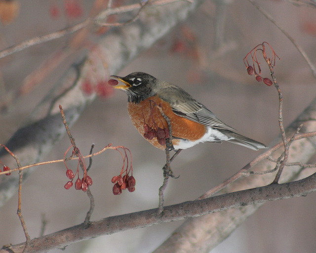 robin/merle d'Amérique