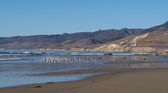 Jalama Beach (1227)