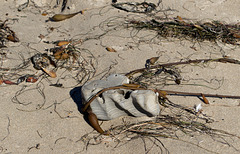 Jalama Beach (1230)