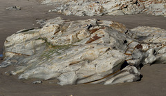 Jalama Beach (1231)