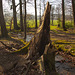 20140312 0852VRAw [D~HF] Linnenbeeke, Vlotho-Valdorf (Steinbründorf)