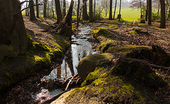 20140312 0849VRAw [D~HF] Linnenbeeke, Vlotho-Valdorf (Steinbründorf)