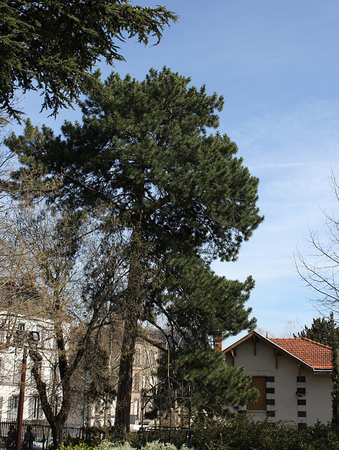 Pinus nigra (2)