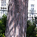 Pinus nigra
