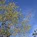 Salix daphnoïdes-Saule daphné