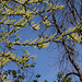 Salix daphnoïdes-Saule daphné
