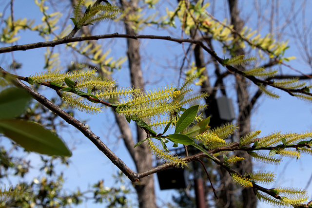 Salix daphnoïdes-Saule daphné