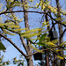 Salix daphnoïdes-Saule daphné