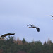 With last night's rains, the Great Blue Heron was back, checking out the pond...