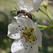 Bee on Pear blossom